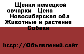 Щенки немецкой овчарки › Цена ­ 5 000 - Новосибирская обл. Животные и растения » Собаки   
